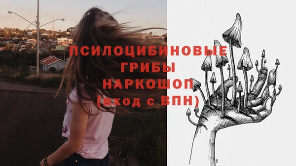 сатива Новокубанск