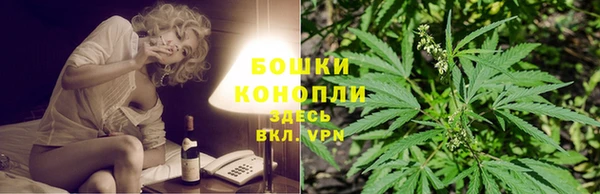 сатива Новокубанск